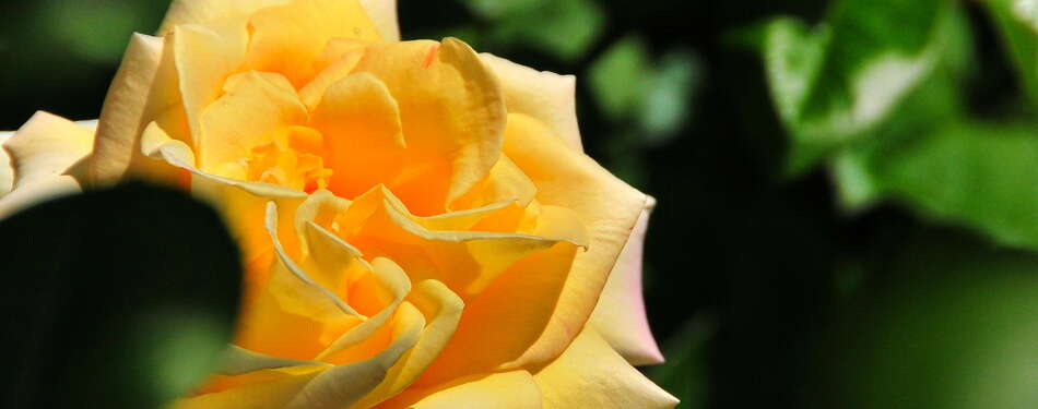 25+ Gardens and Arboretums You Should Visit This Spring!