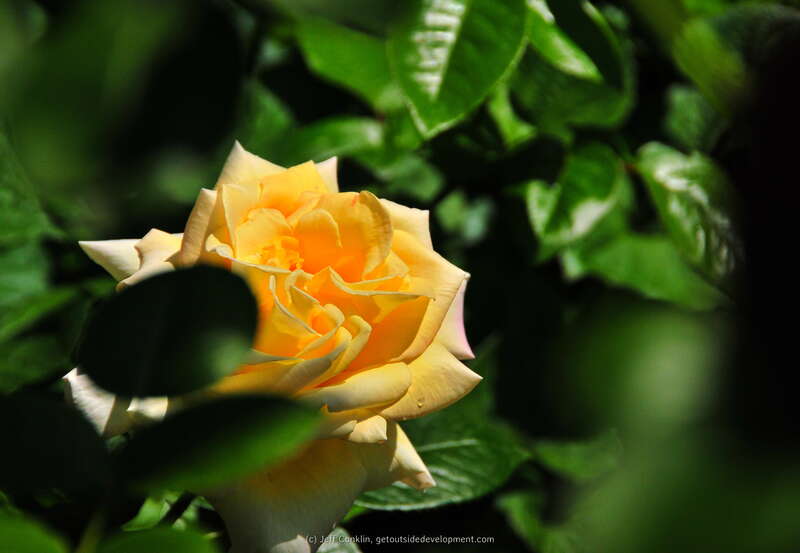 Essex County Rose Garden