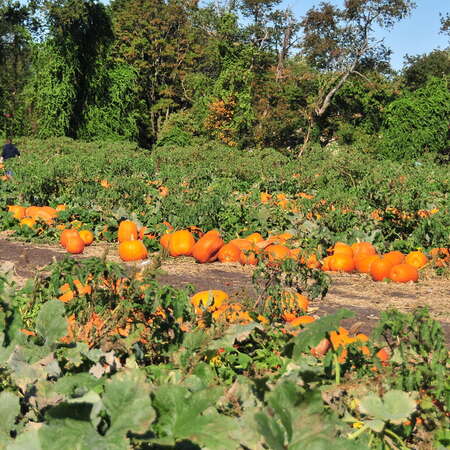 Atlantic Farms
