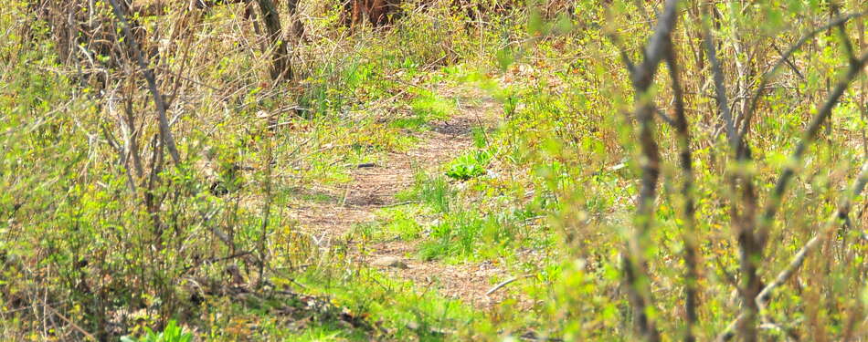 A Springtime Hike at Spruce Run ~2010
