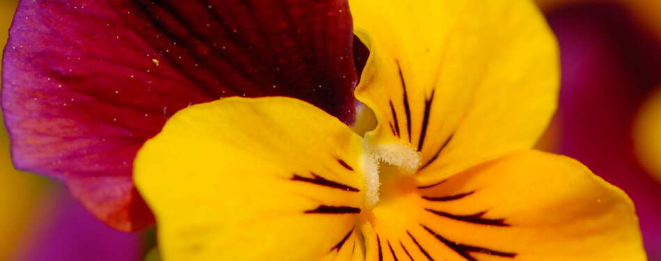 28 Gardens and Arboretums You Should Visit This Spring!