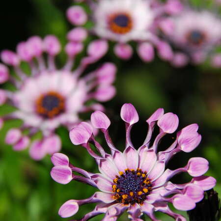 Photos Of: Bridge of Flowers (2007) - 07/09/2013
