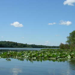 Paddling the Assunpink Wildlife Management Area - 05/26/2012