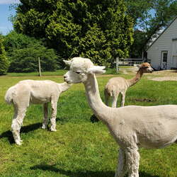 Alpacas on Allaire